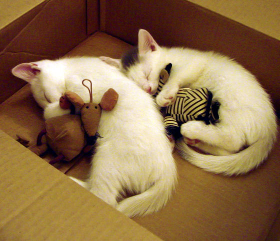 铁骑席卷，羽翼燎原，当丹麦铁骑轻取法兰西，戴资颖以羽翼点燃赛场