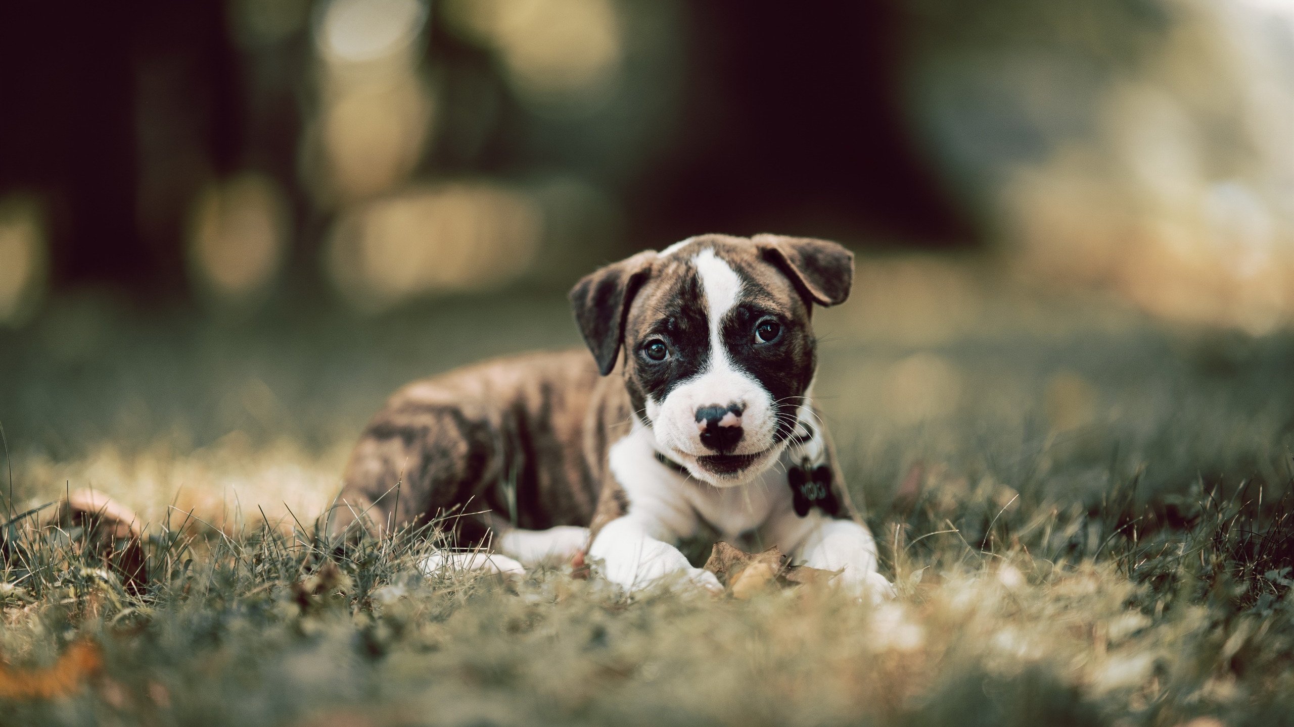 双线鏖战的风暴眼，从荷兰的泥泞到马德里的荣耀，阿尔瓦雷斯定义唯一性