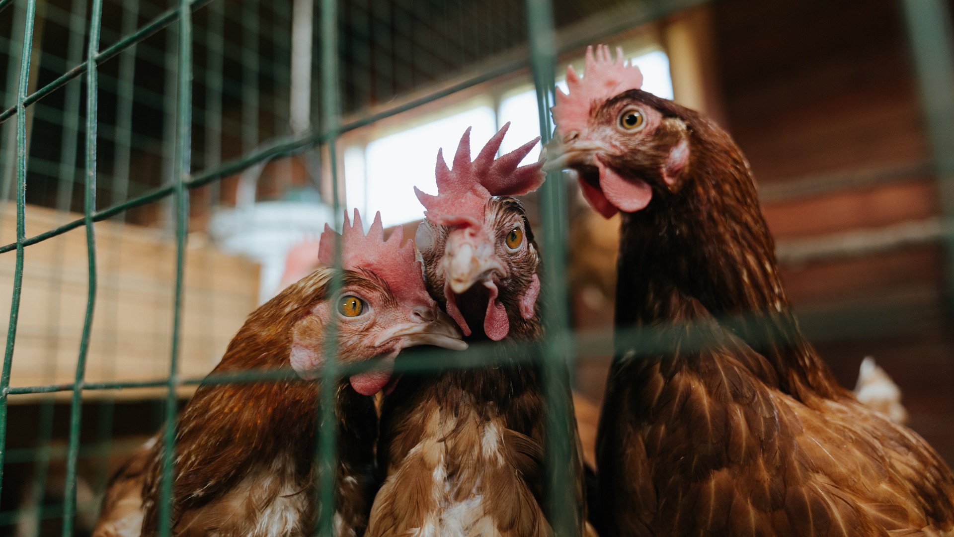 绿茵魔术师，当德甲争冠战遇上全面压制的战术棋局