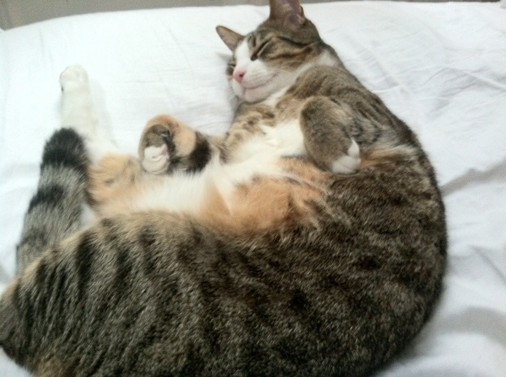 当传奇在冬天改写，湖人击败活塞与2026世界杯预言的召唤