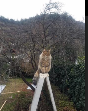 绿茵场上的文明救赎，楚阿梅尼如何用一脚远射终结南美百年恩怨