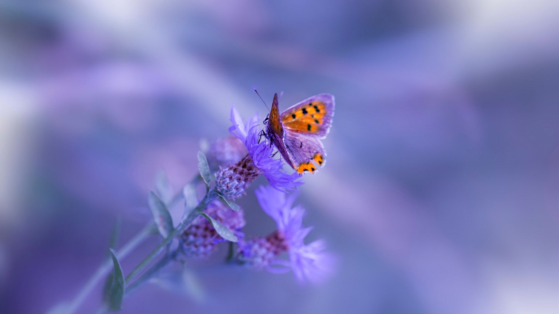 从王子公园的阴影到世界杯的舞台，赖斯与丹麦的复仇之路