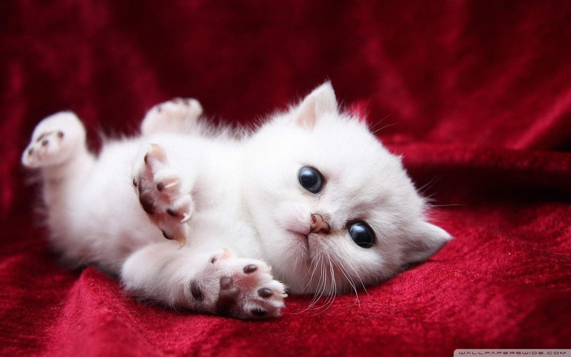 欧冠半决赛之夜，伦纳德带着C罗的意志将对手钉在耻辱柱上