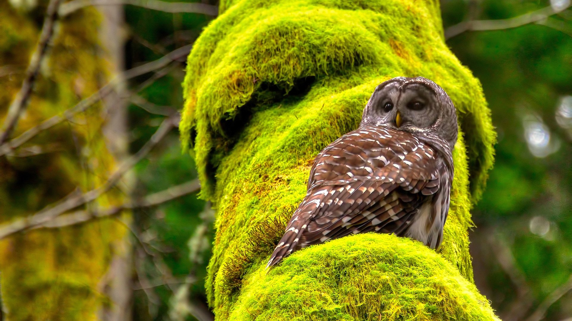 两种足球，一场文明，当巴塞罗那吹雪，日本已踏平亚特兰大