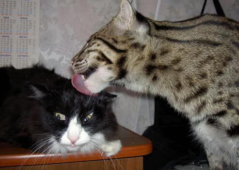 伯纳乌月下,少年拉梅洛一剑封喉,国家德比之夜的关键回合属于无畏之心