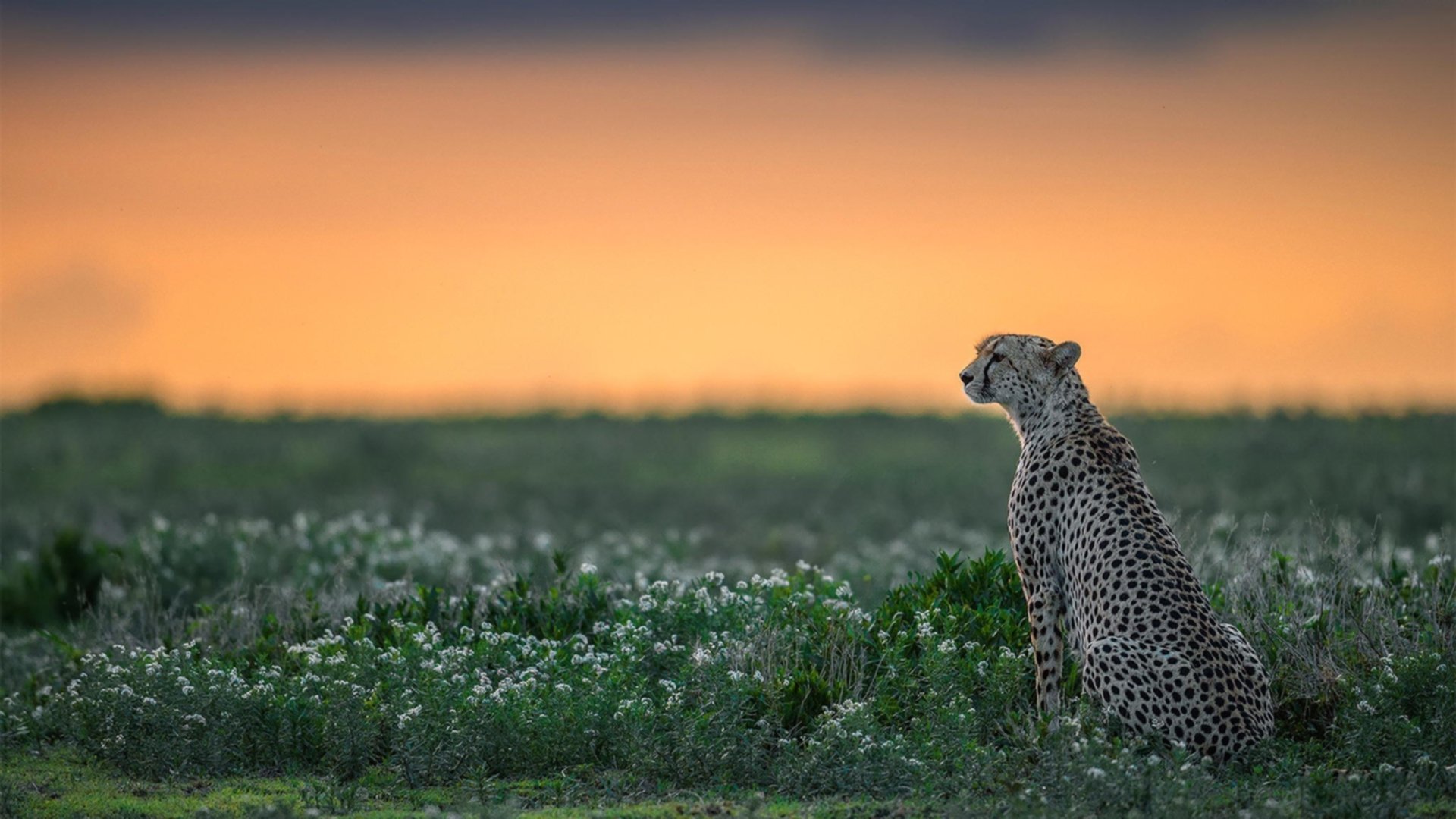 东决夜半空惊雷，利拉德三记超时三分，让悬念提前坠入密尔沃基的夜色