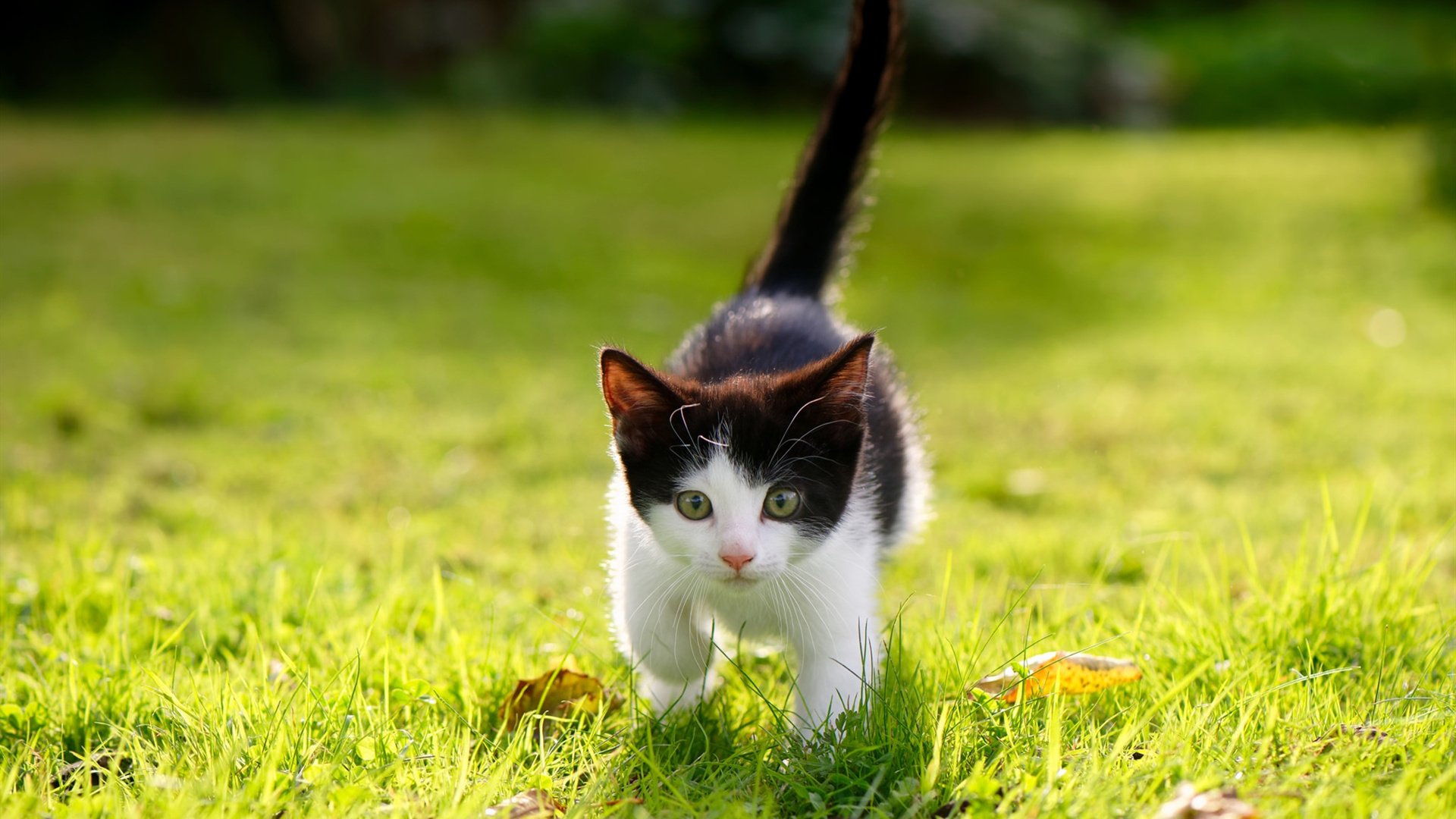 布克救赎之夜,鹈鹕跨越太平洋的淬火之战