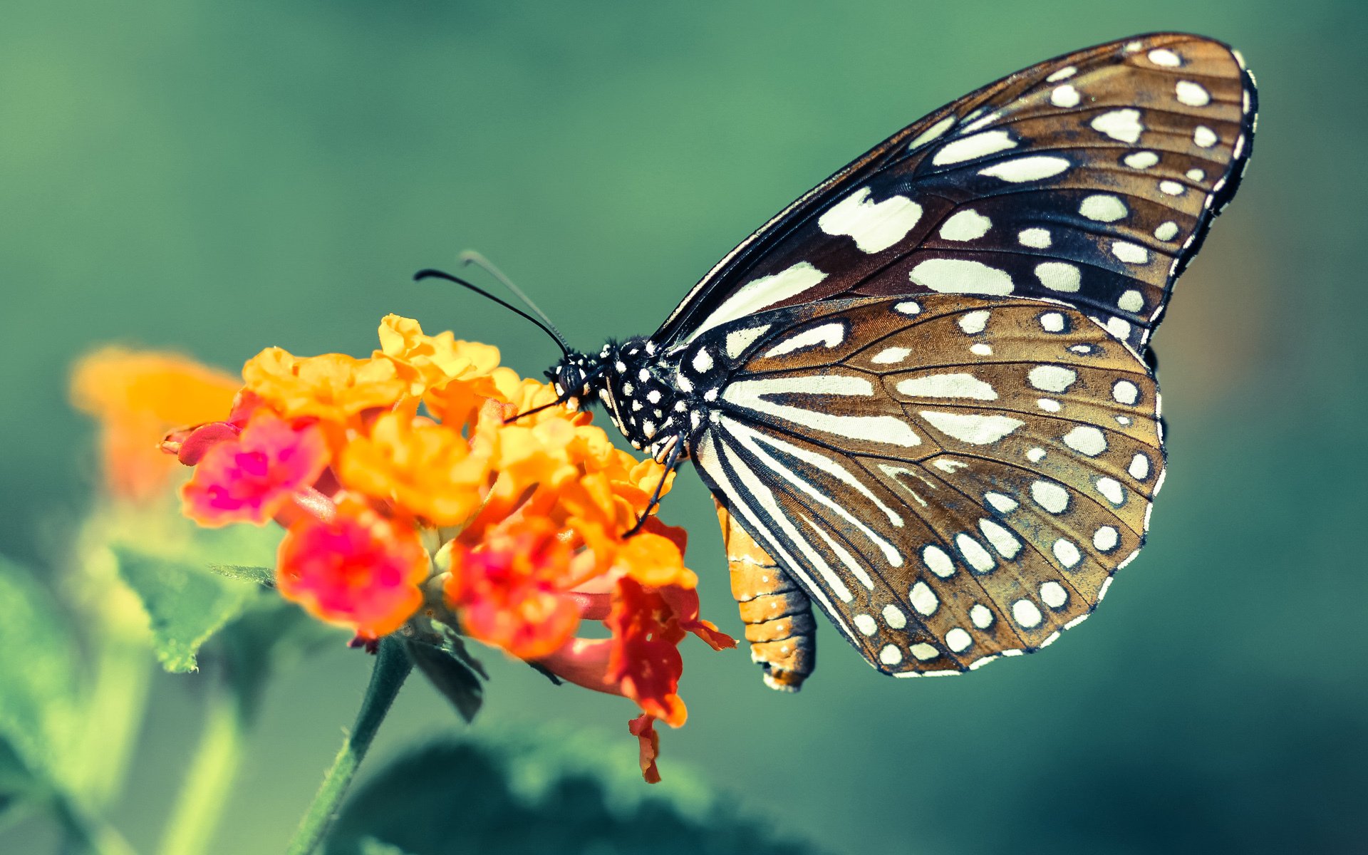 新大陆的足球革命,当贝林厄姆的爆发遭遇委内瑞拉式收割