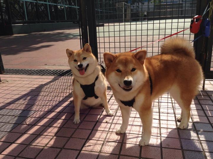 外来者的主宰,当加克波在马赛对阵加拿大的舞台上点亮黑夜