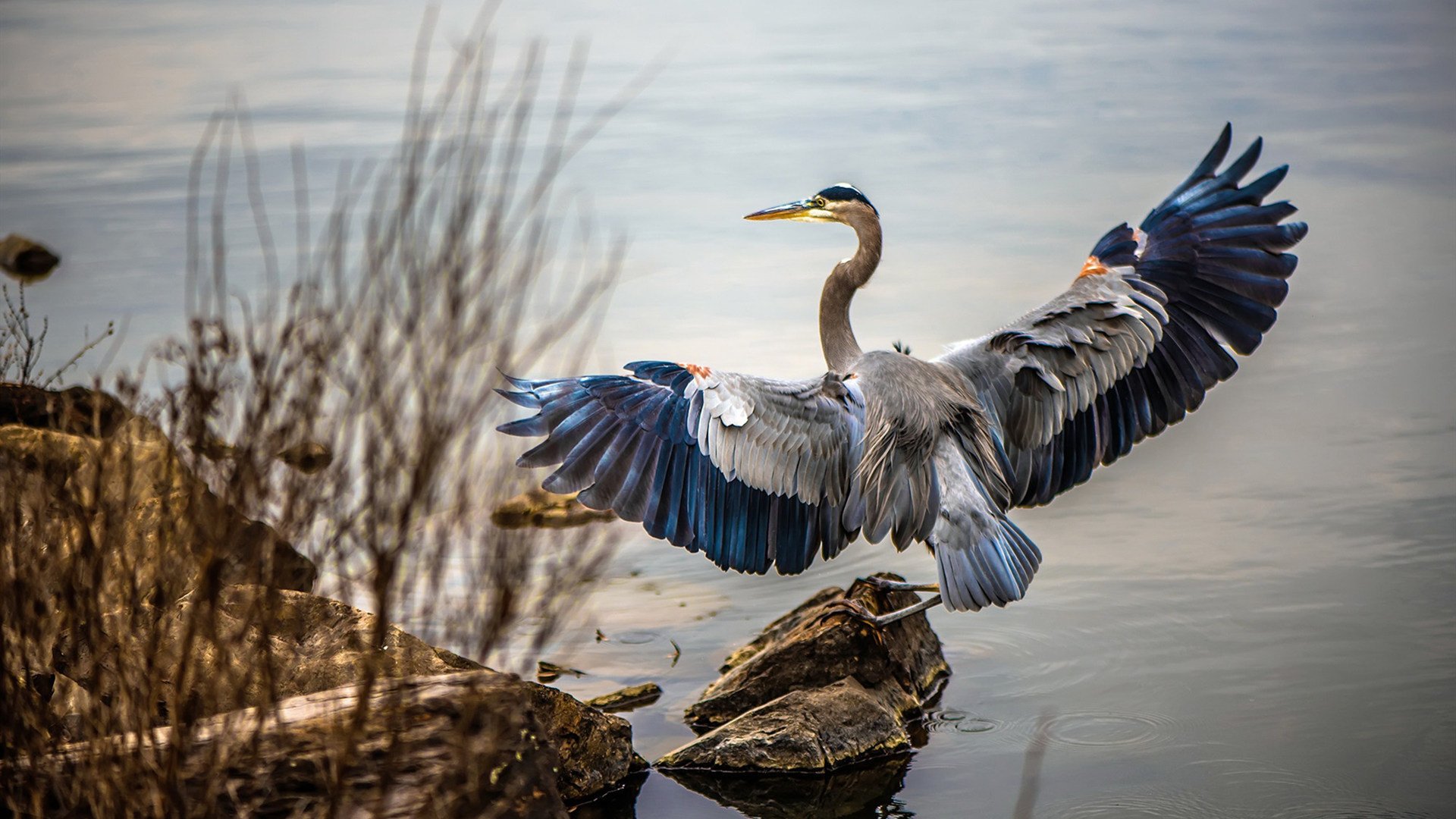 铁壁坎特封锁太极虎,韩国队里昂之夜虽败犹荣