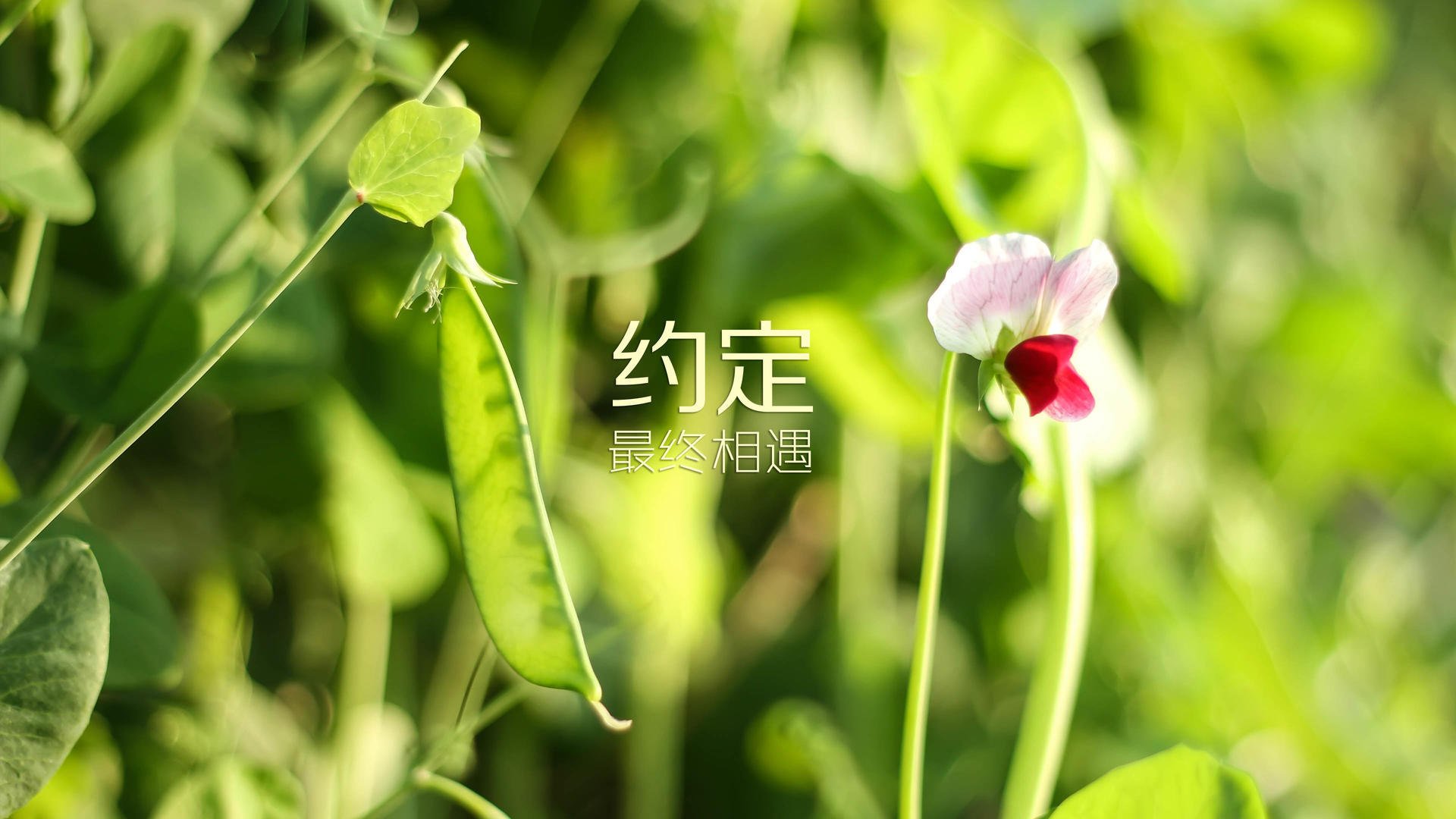 孤峰独影，三笘薰的致命走廊与匈牙利在2026世界杯C组的溃败之夜